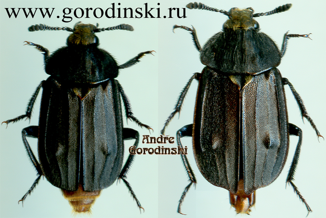 http://www.gorodinski.ru/silphidae/Thanatophilus pilosus.jpg